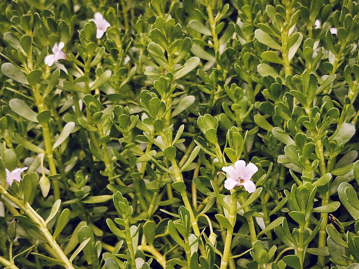 Bacopa monnieri in flower, the creeping wetland herb used for the extract