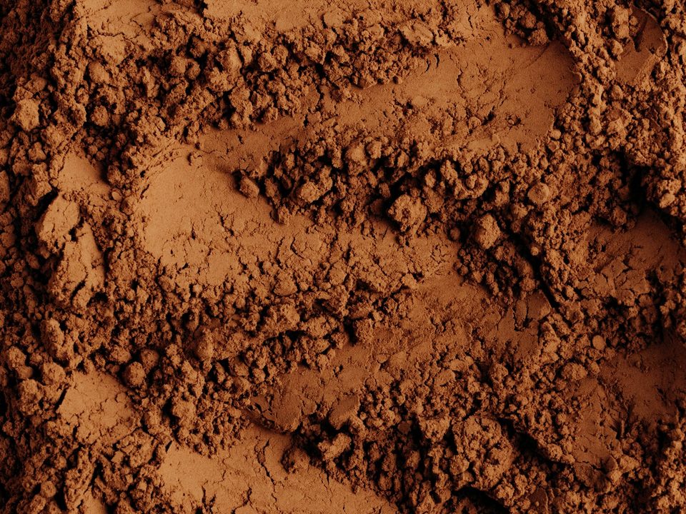 Shilajit extract, a fine brown powder, close up