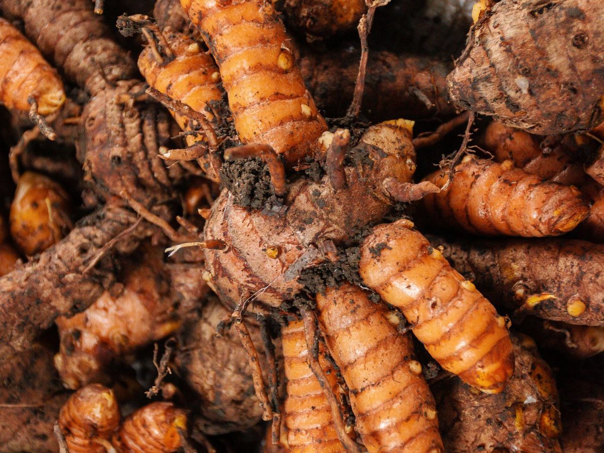 Fresh Curcuma longa rhizomes, the raw material for turmeric extract