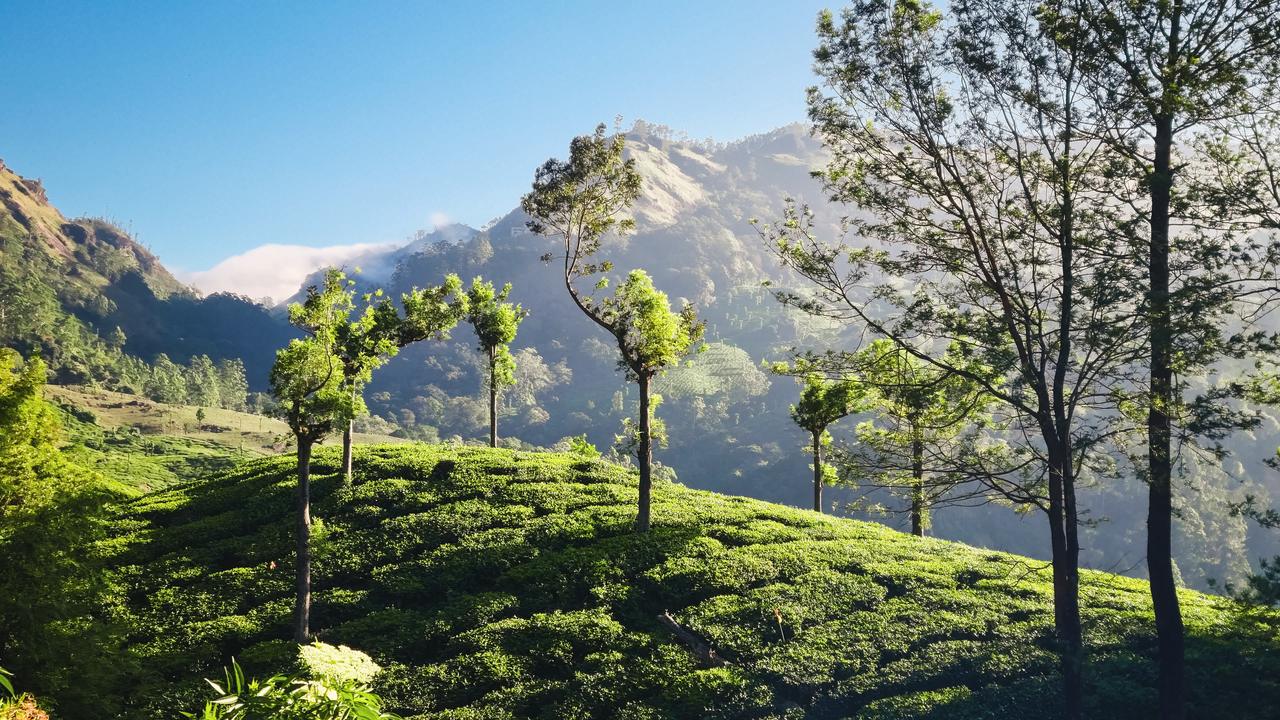 Tea gardens and tall trees on a hillside below the mountains of Munnar, Kerala, in morning sun