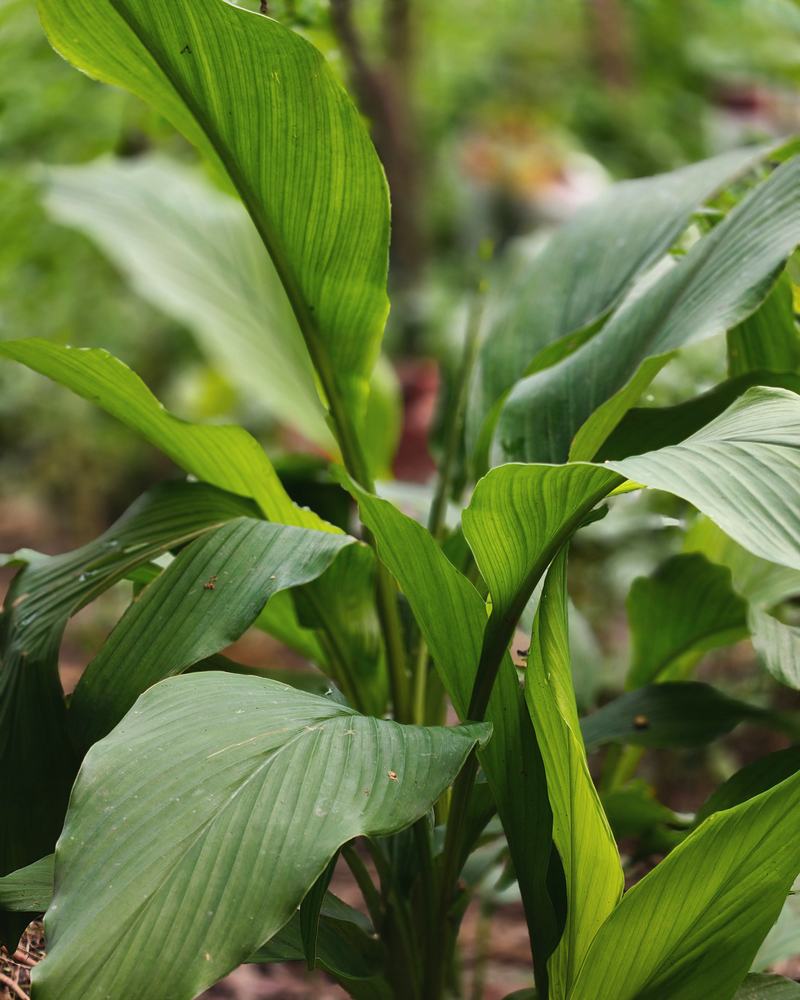 Broad leaves of a turmeric plant growing outdoors