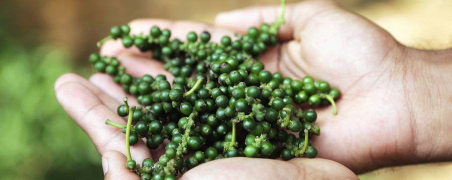 Freshly picked green peppercorns held in cupped hands