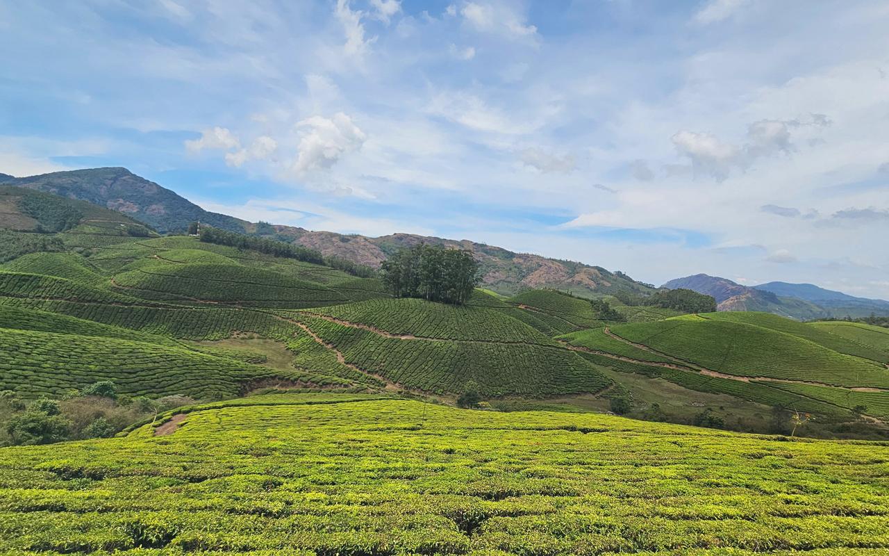 Tea gardens rolling across sunlit hills in Munnar, Kerala
