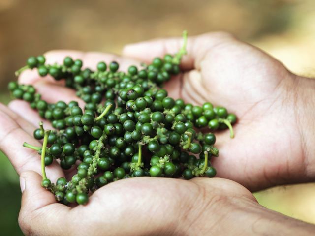Freshly picked green peppercorns held in cupped hands